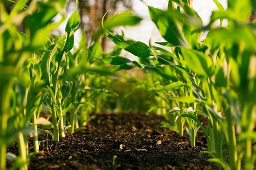 Agriculture essentials